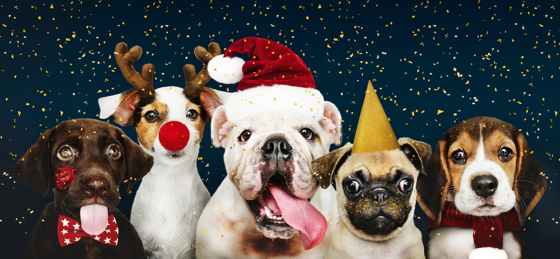 Download Hunde Julefrokost Baggrund Wallpaper | Wallpapers.com